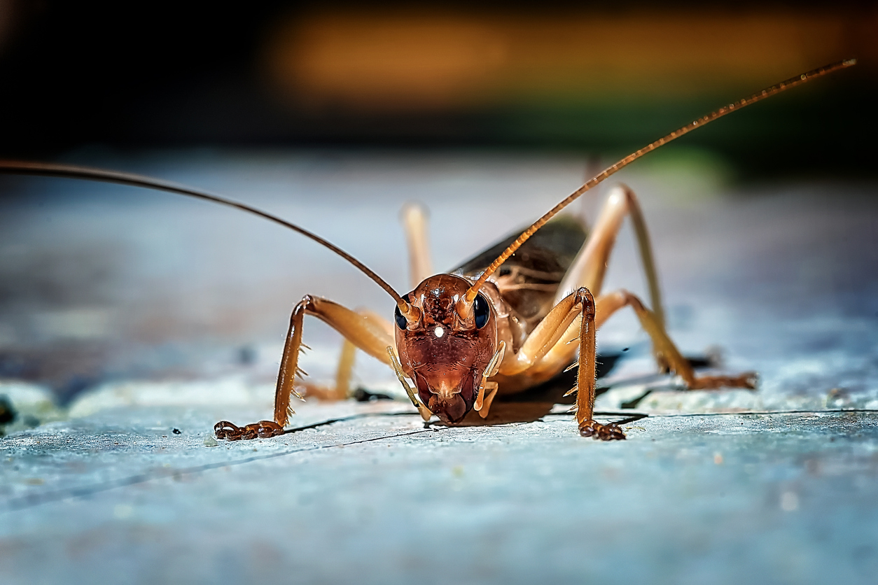 Cricket vs. Grasshopper