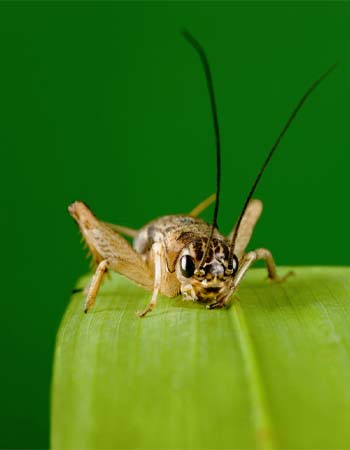 Cricket vs. Grasshopper