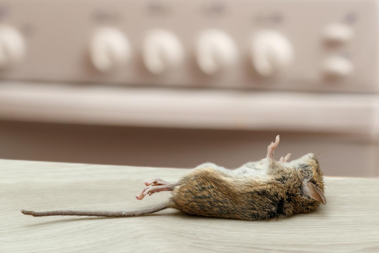 Solved! What Does a Dead Mouse Smell Like, and Does It Mean an 