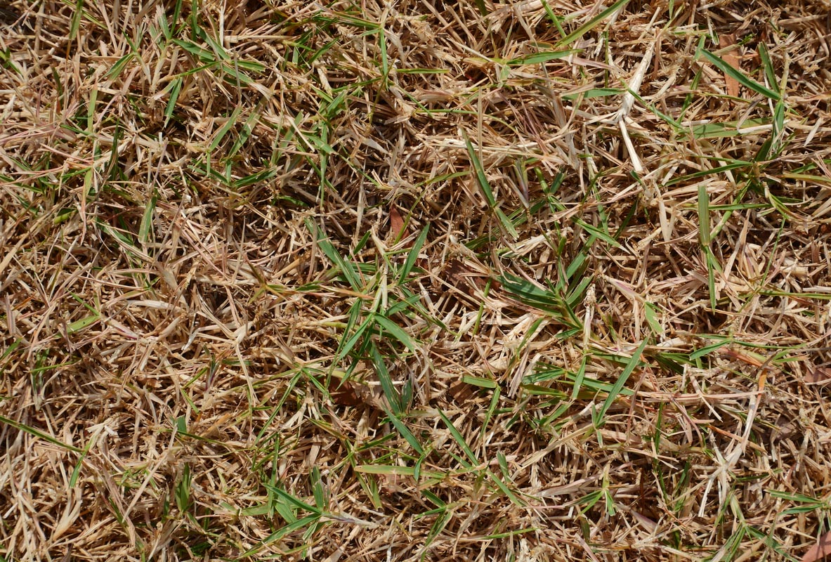 Heat-Stressed Lawn