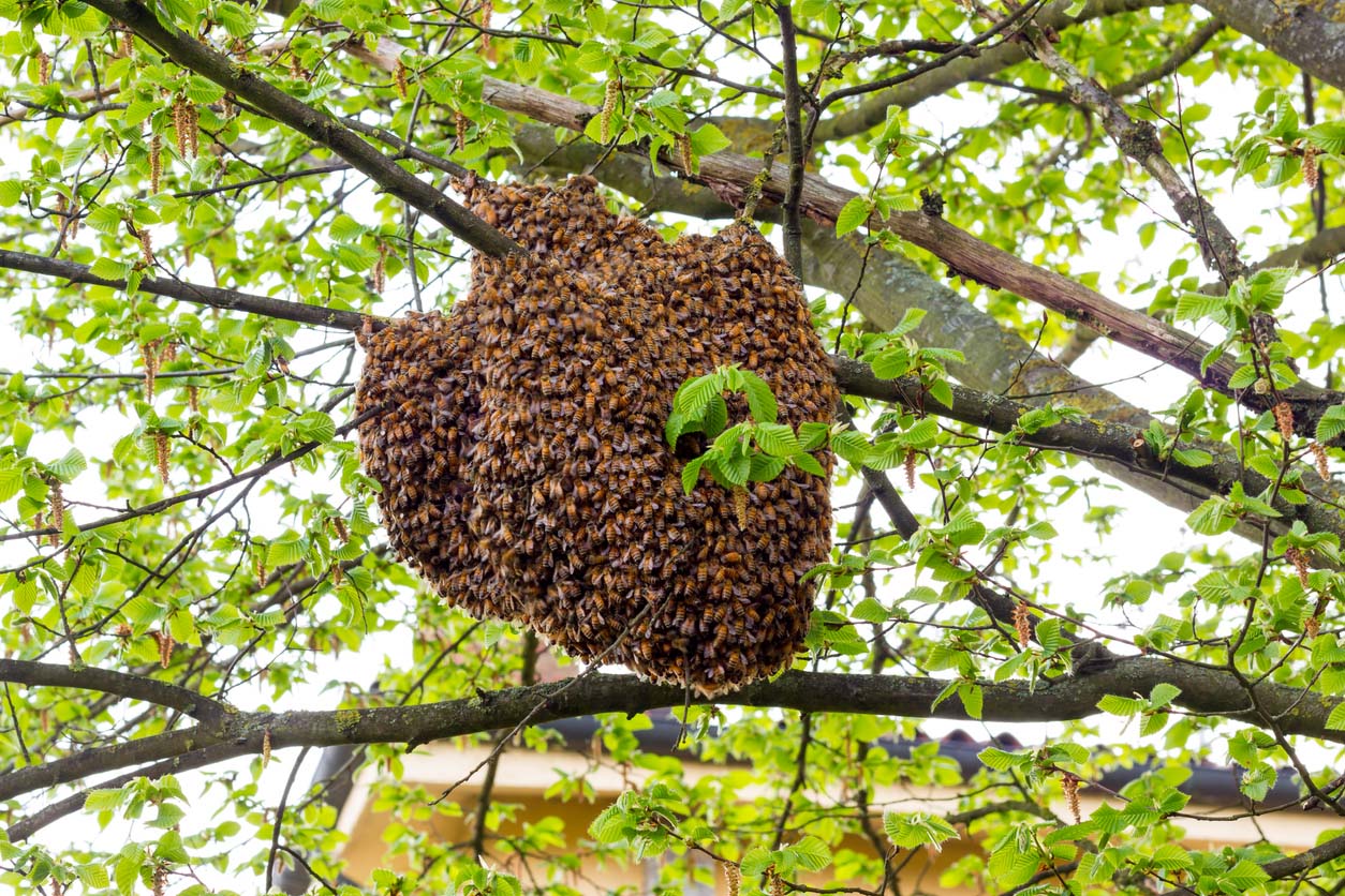 How To Get Rid Of Bees (Without Harming Them) - Bob Vila