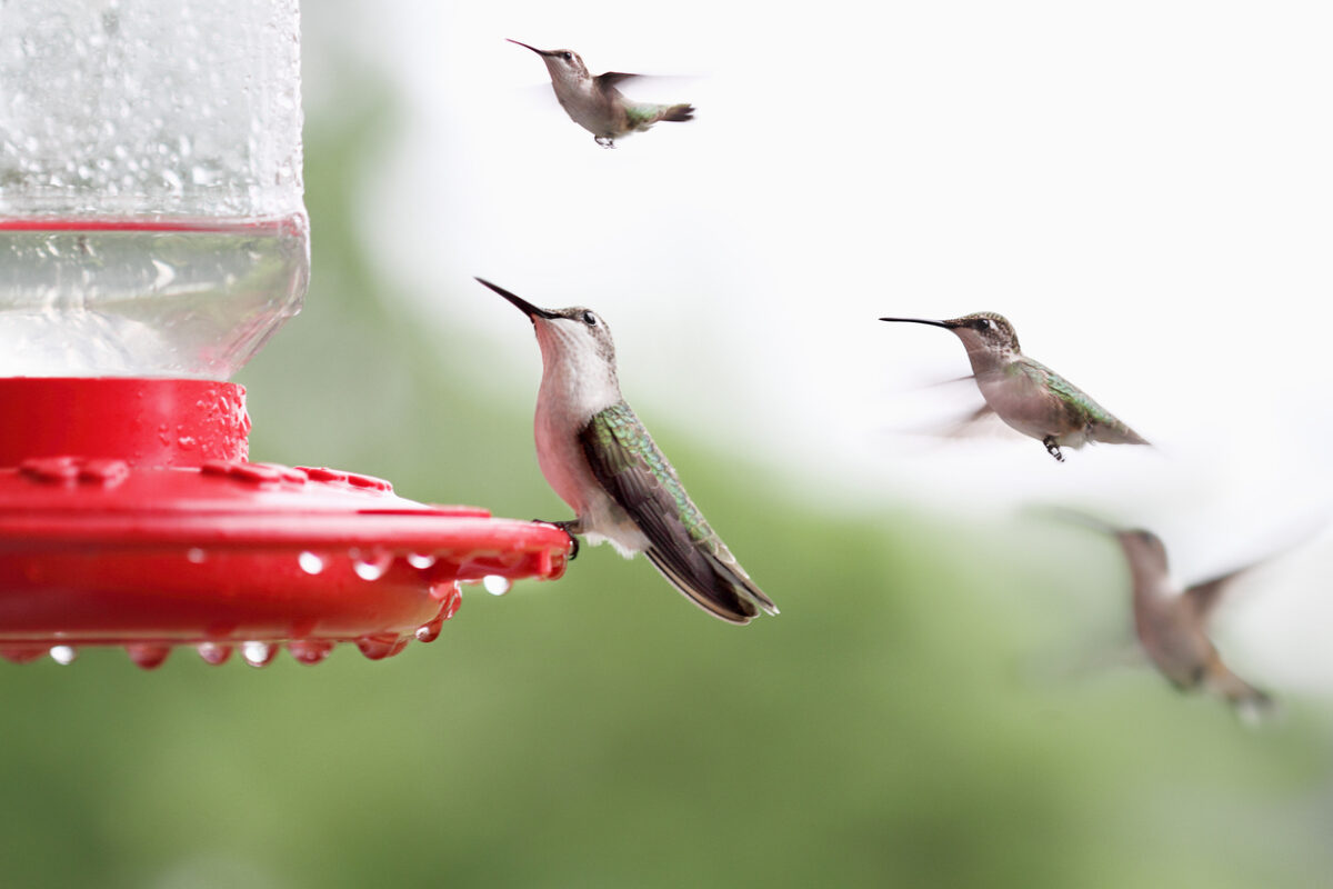 Attract More Hummingbirds to Your Yard by Avoiding These 10 Common Mistakes