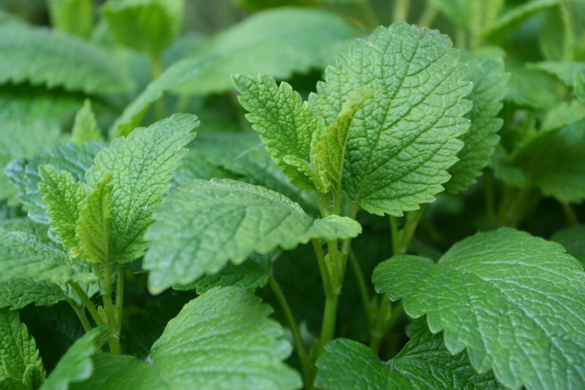 perennial herbs