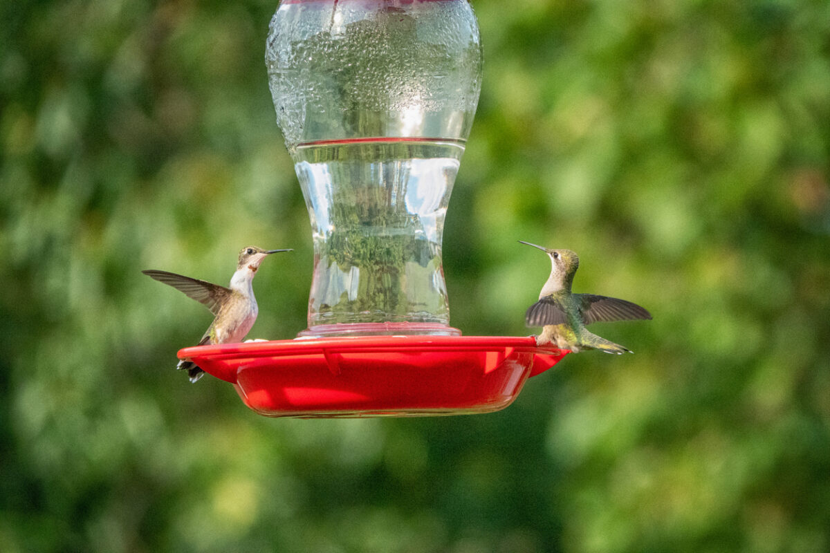 Attract More Hummingbirds to Your Yard by Avoiding These 10 Common Mistakes