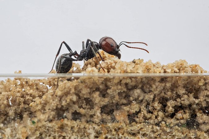 The Best Ant Farms Options