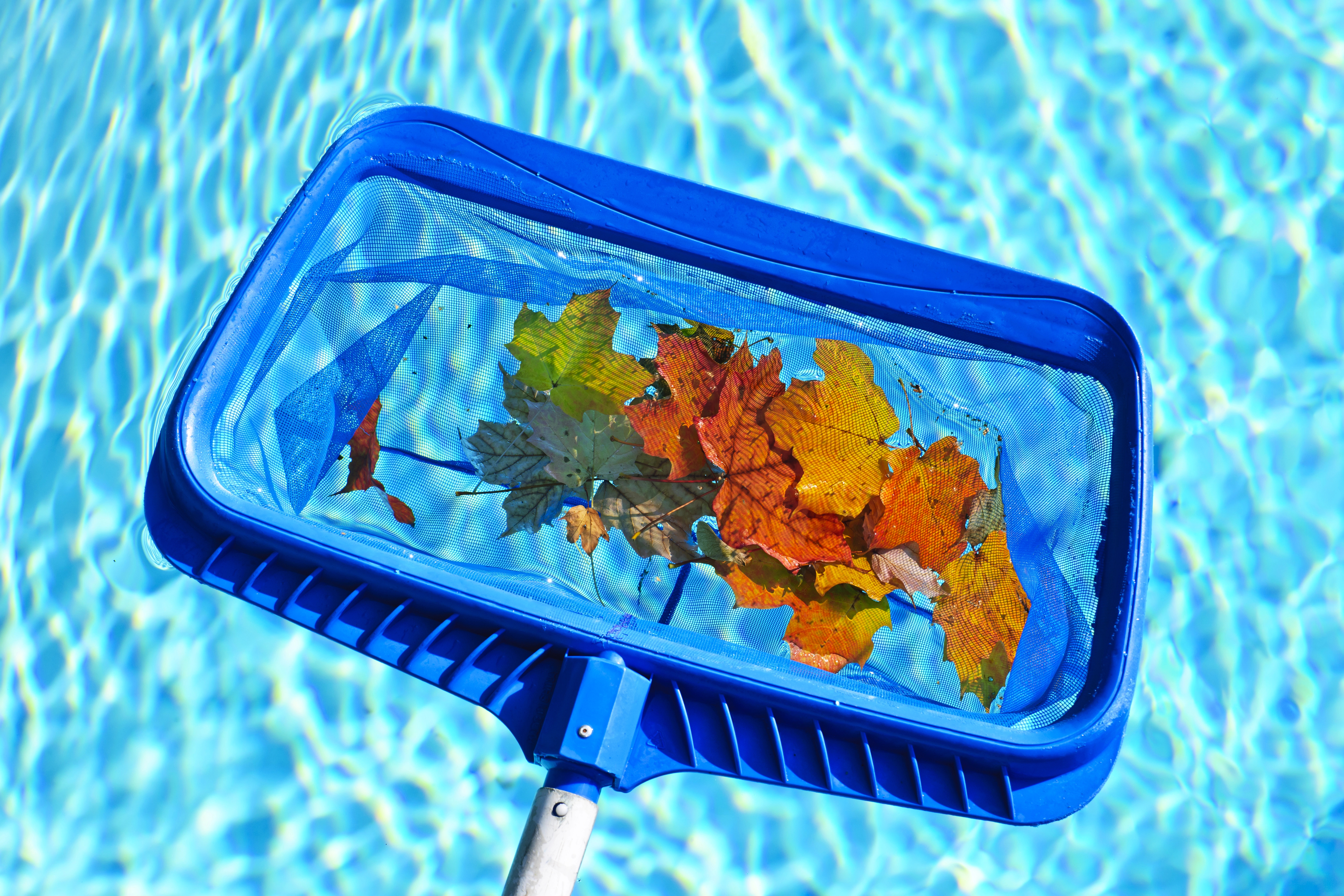 A close up of a pool skimmer cleaning fall leaves in a swimming pool.