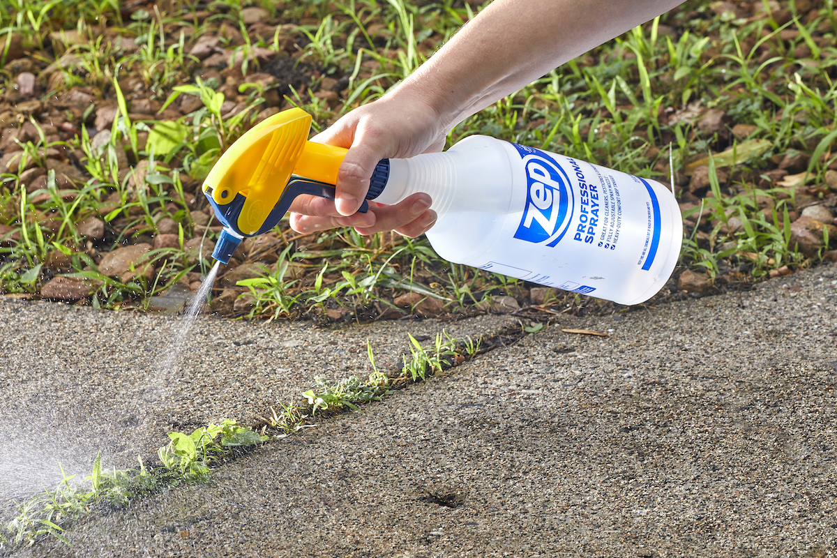 Woman sprays a saltwater solution on weeds in her driveway.