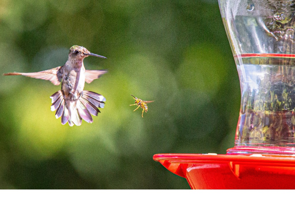 Attract More Hummingbirds to Your Yard by Avoiding These 10 Common Mistakes