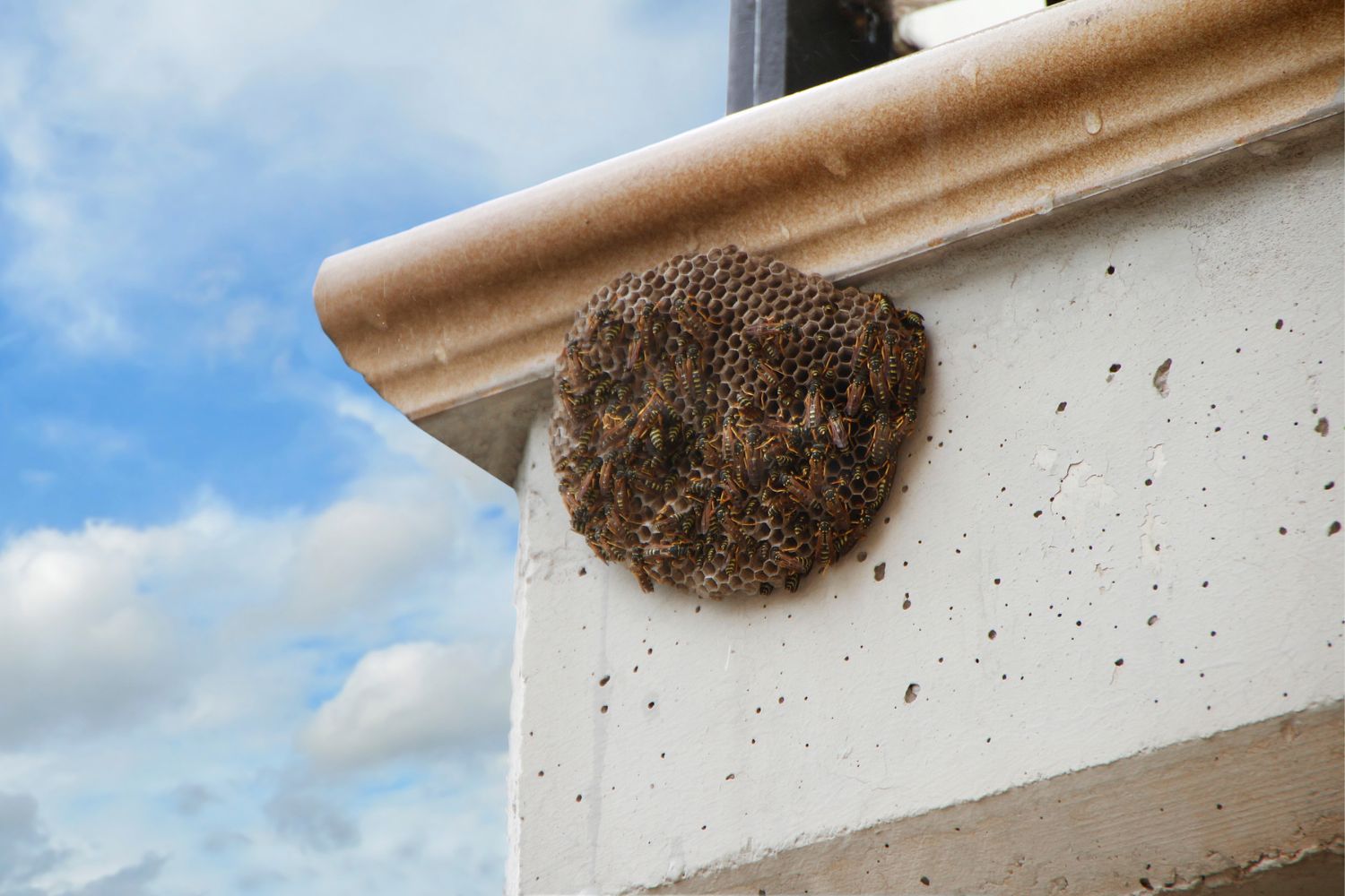 Hornet Nest Removal Cost