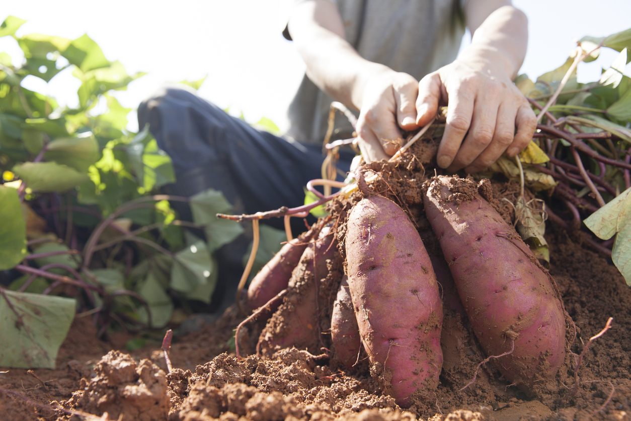 how to grow sweet potatoes