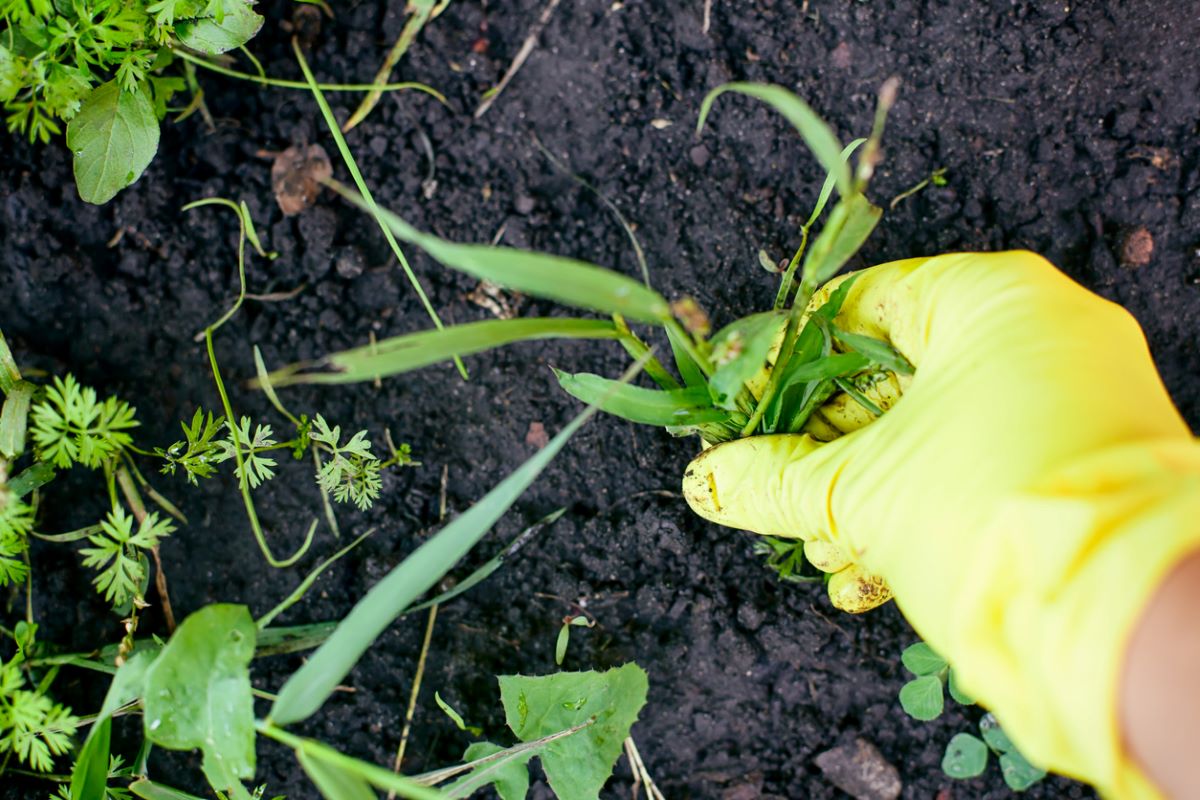 quackgrass vs. crabgrass