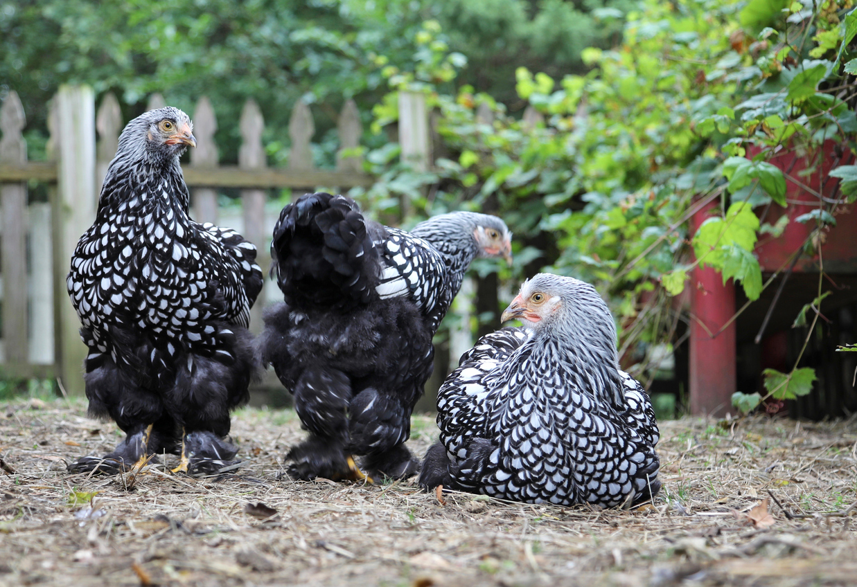 types of chickens