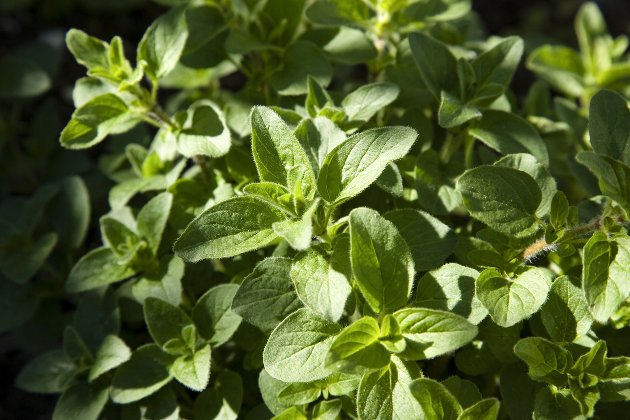 perennial herbs