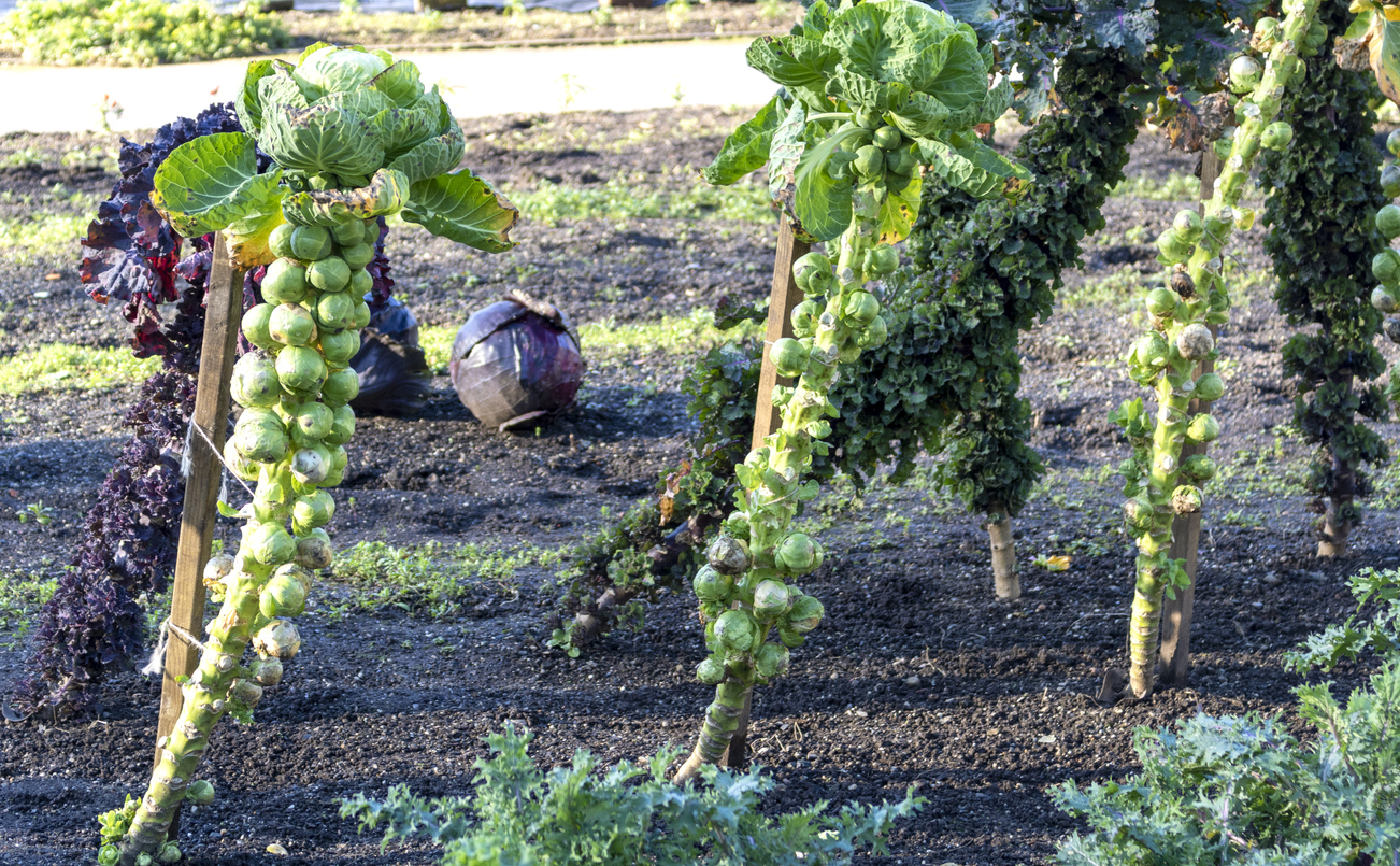 how to grow brussels sprouts