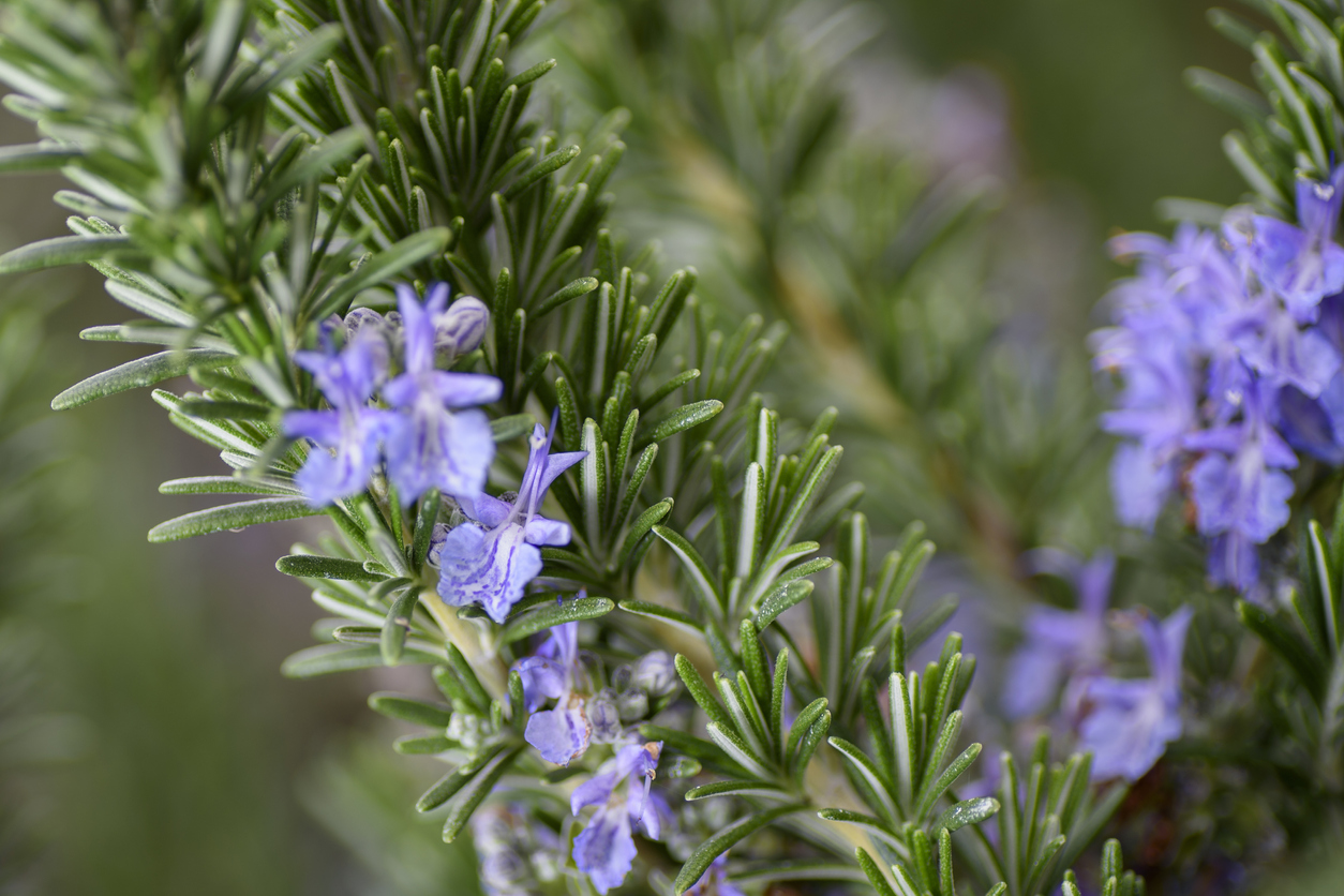 perennial herbs