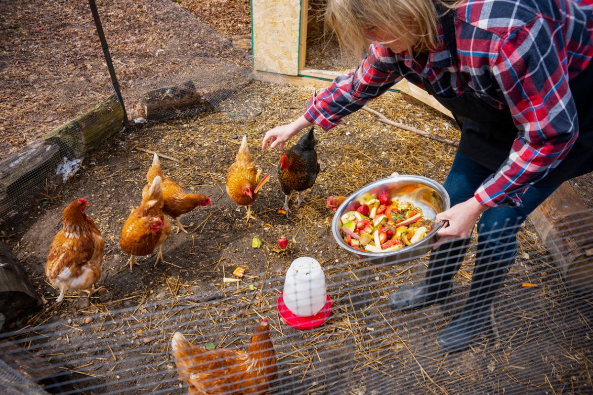 types of chickens