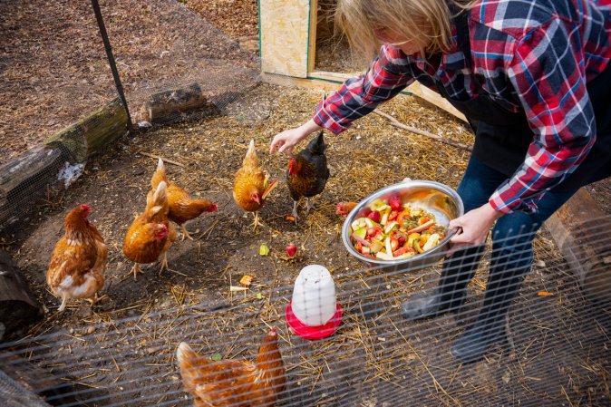 types of chickens