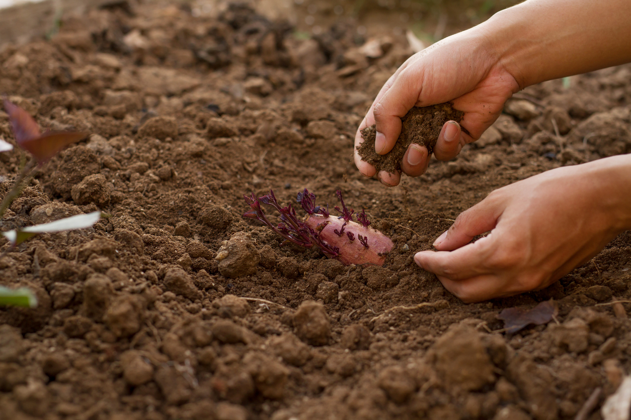 how to grow sweet potatoes