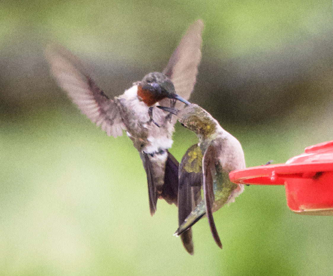 Attract More Hummingbirds to Your Yard by Avoiding These 10 Common Mistakes