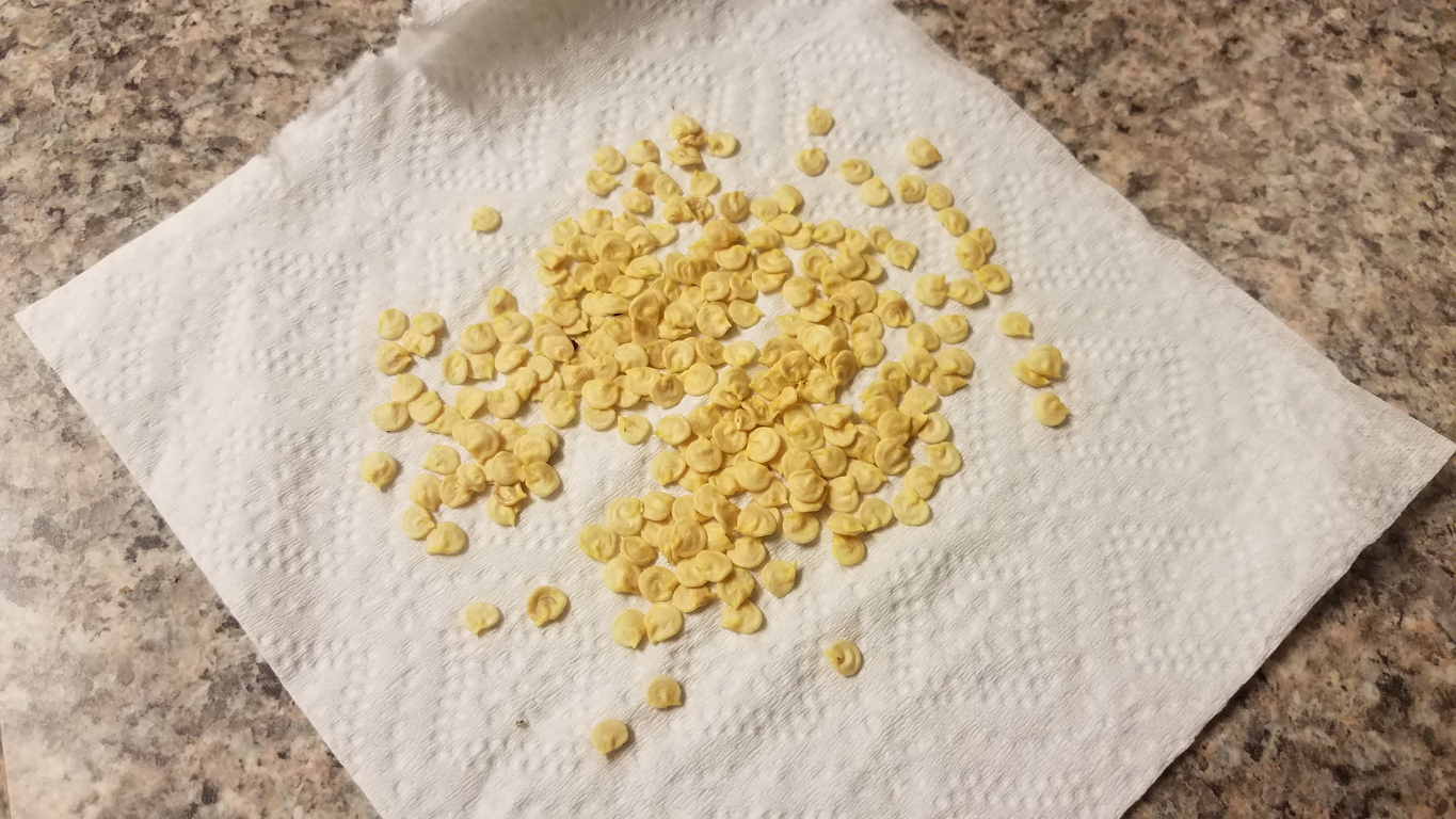 Pepper seeds drying on a paper towel on a granite countertop.