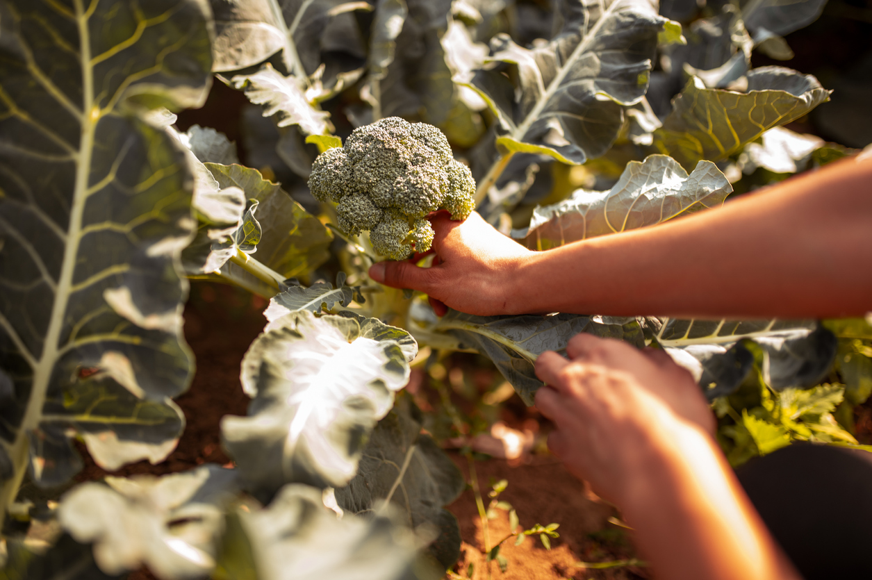 how to grow broccoli