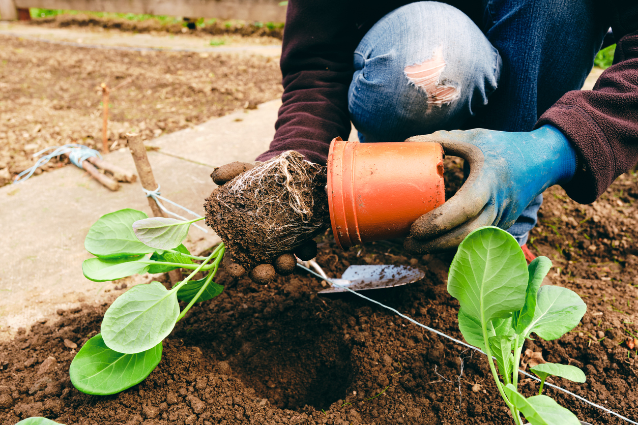 how to grow brussels sprouts