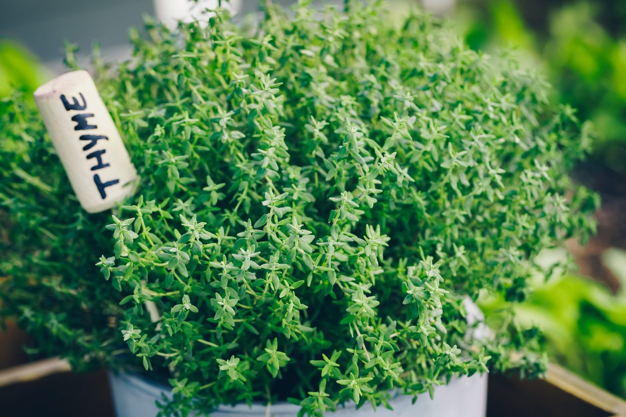 Thyme plant in a planter ready for cooking.