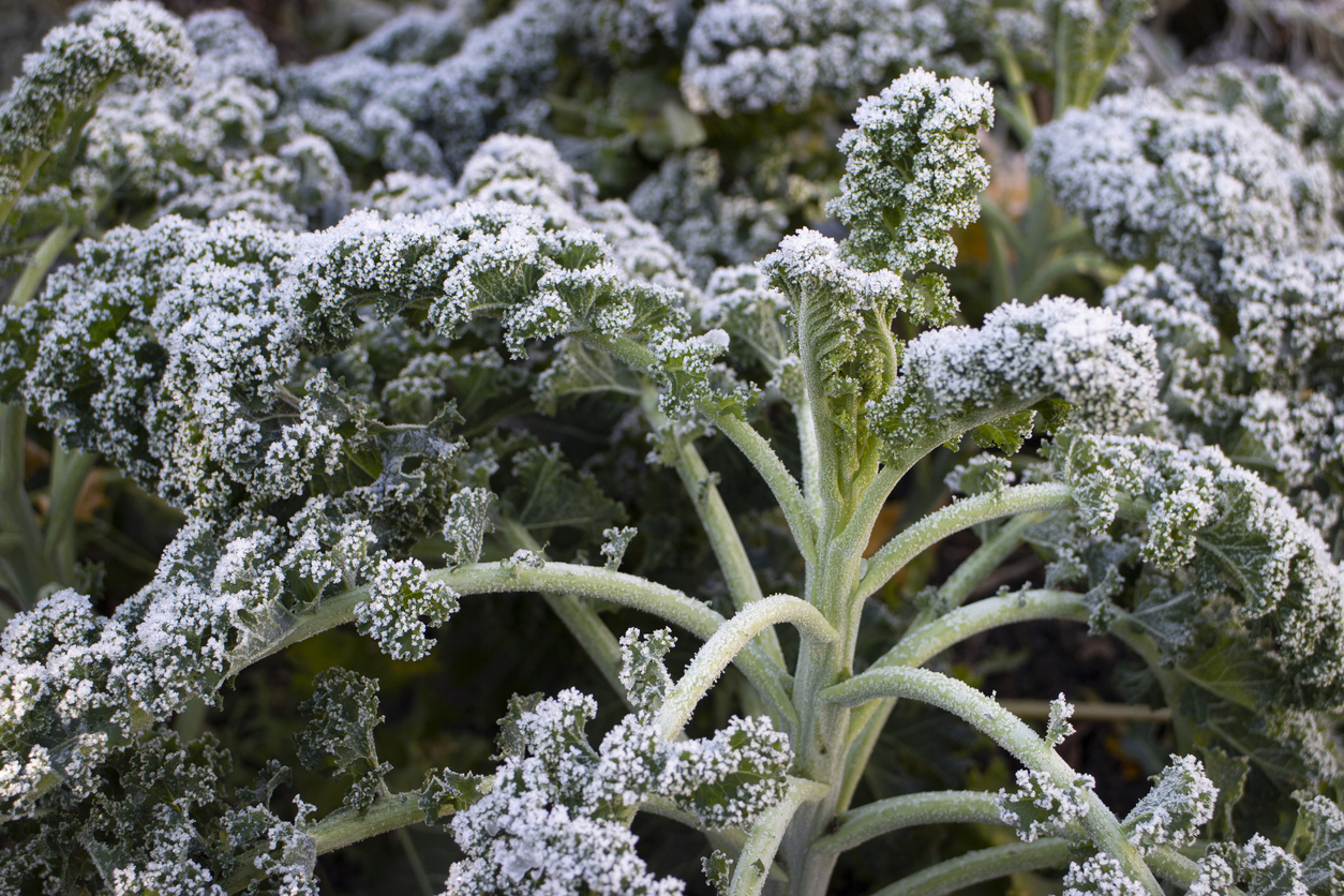 frost and vegetables