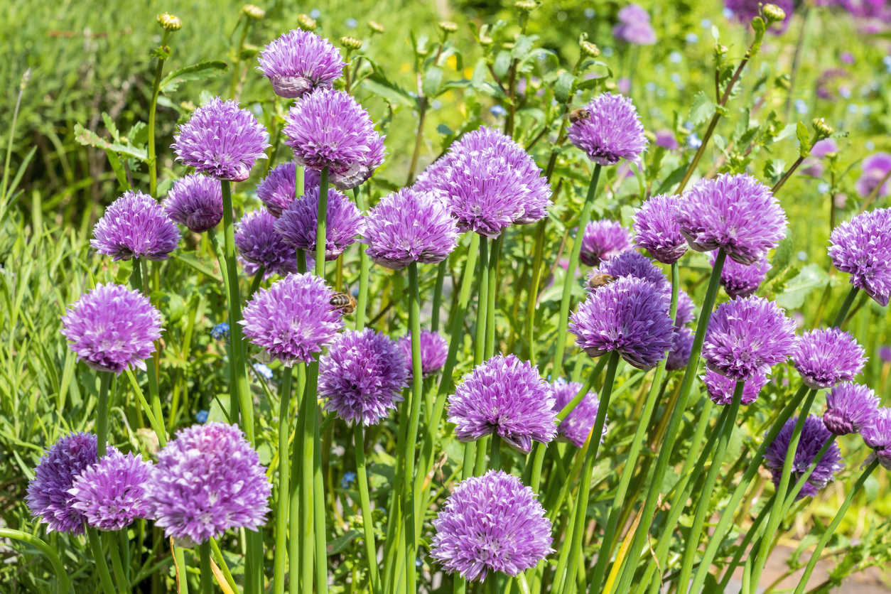 perennial herbs