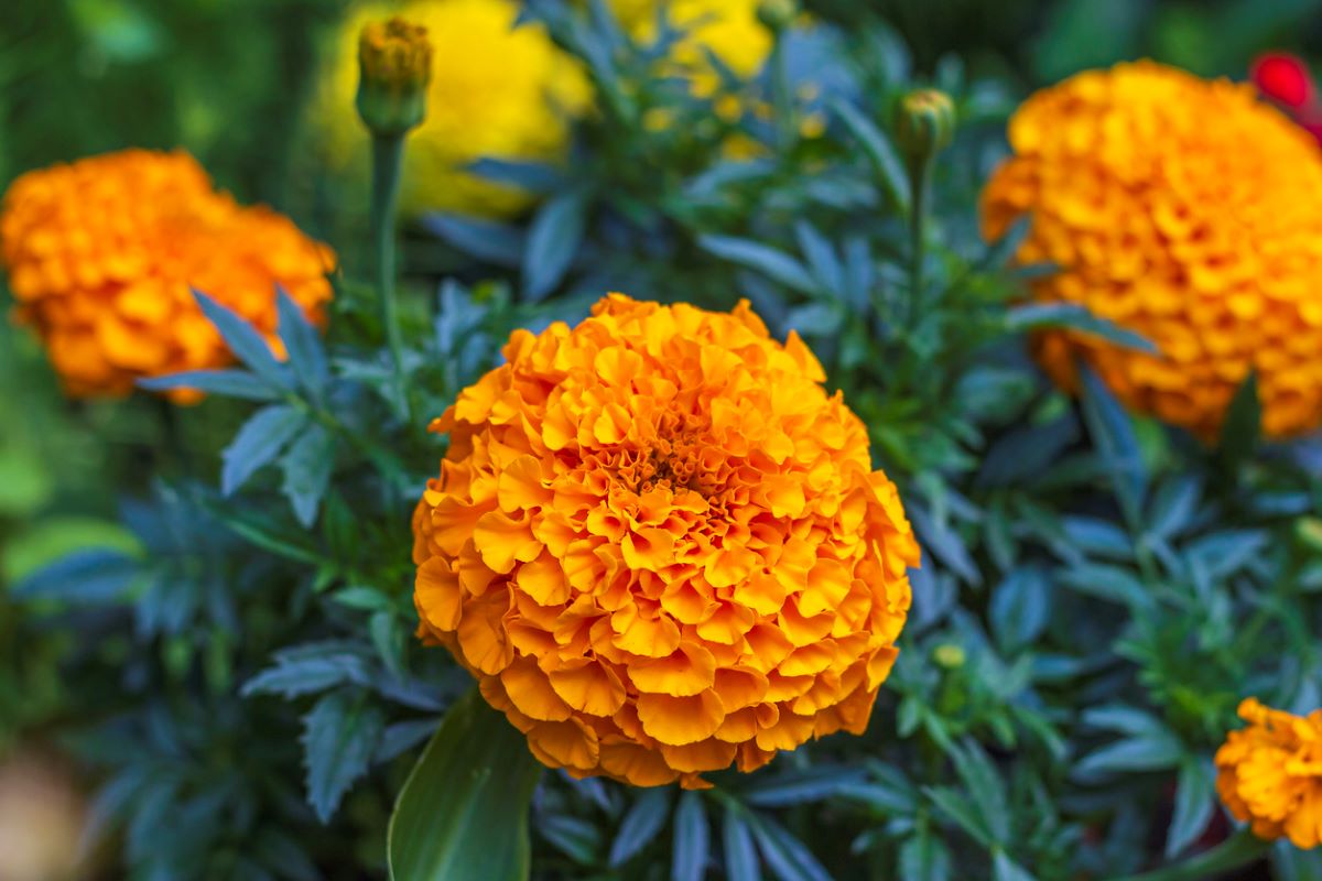 marigold-care-X