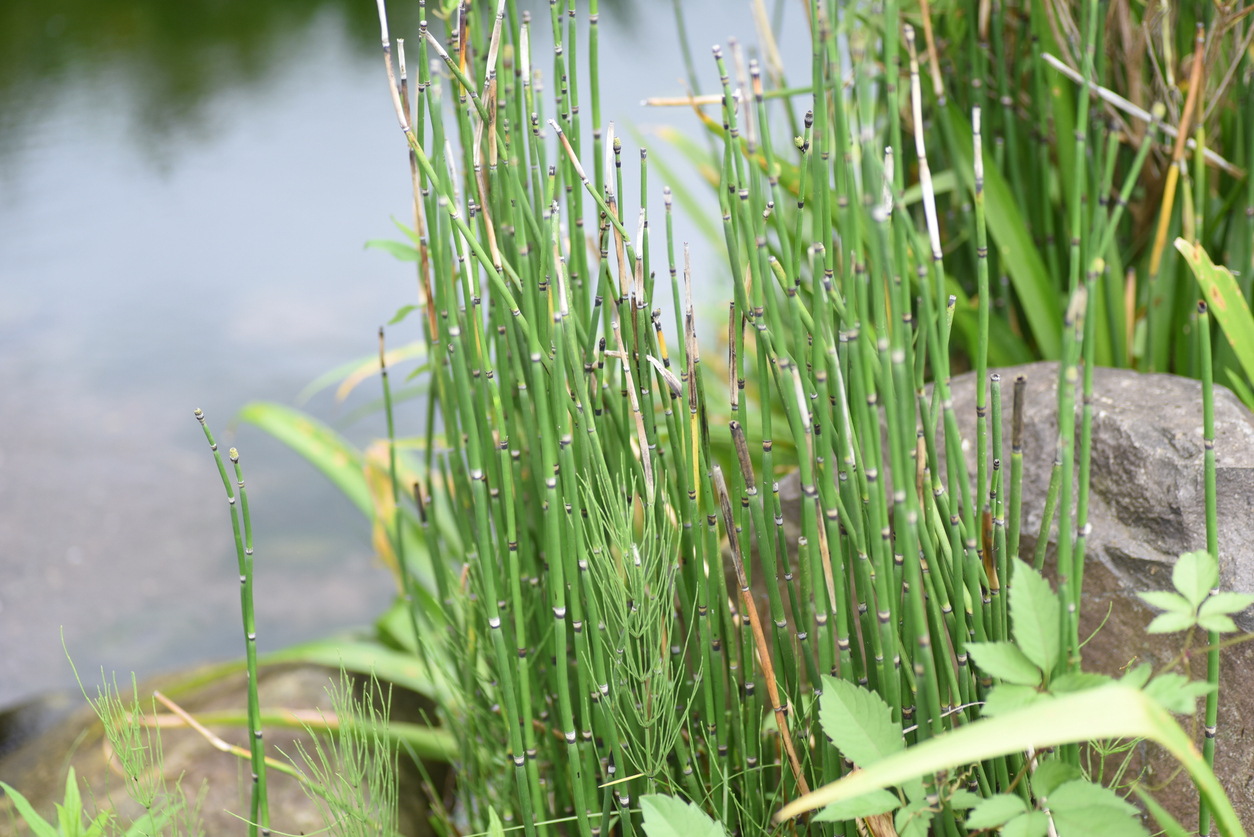 pond plants