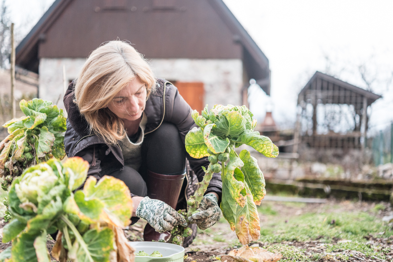 how to grow brussels sprouts