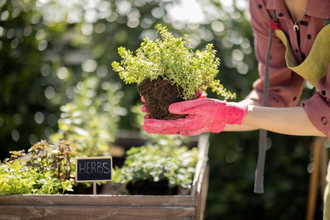 perennial herbs