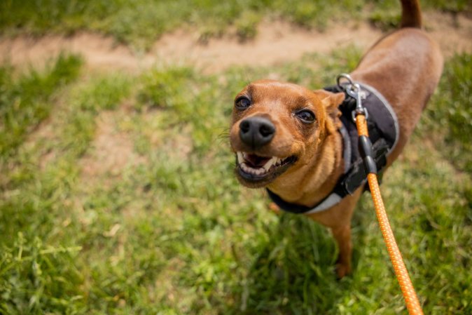 Small brown mixed-breed dog standing in front of dog pee-stained grass.