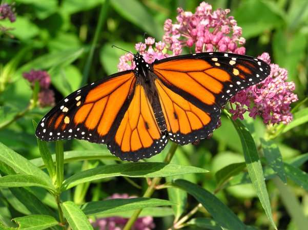 Why You Should Care That the Monarch Butterfly Population Is Dwindling