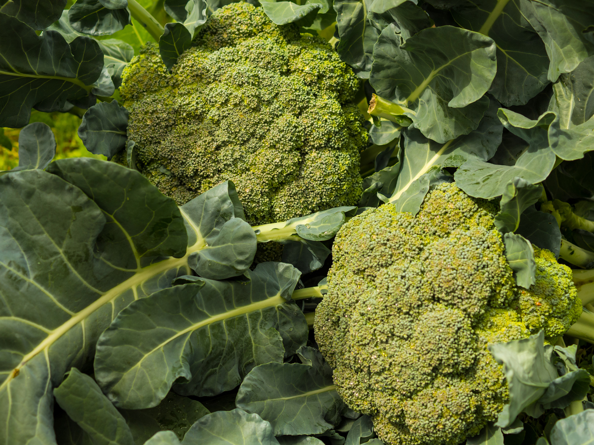 how to grow broccoli