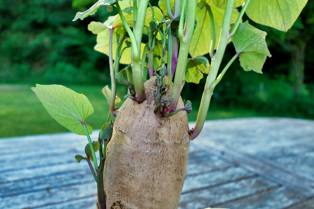 how to grow sweet potatoes