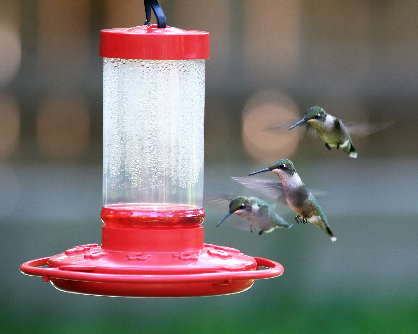 Attract More Hummingbirds to Your Yard by Avoiding These 10 Common Mistakes