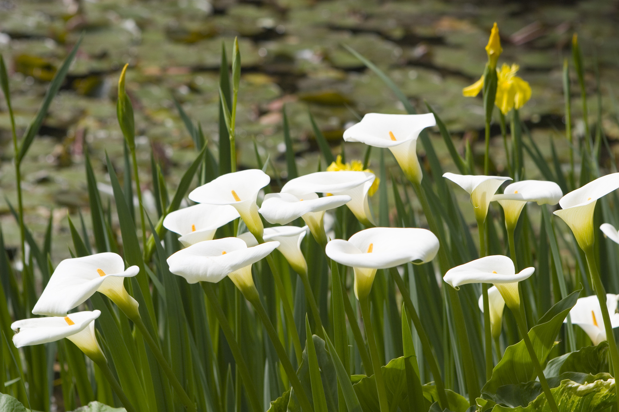 pond plants