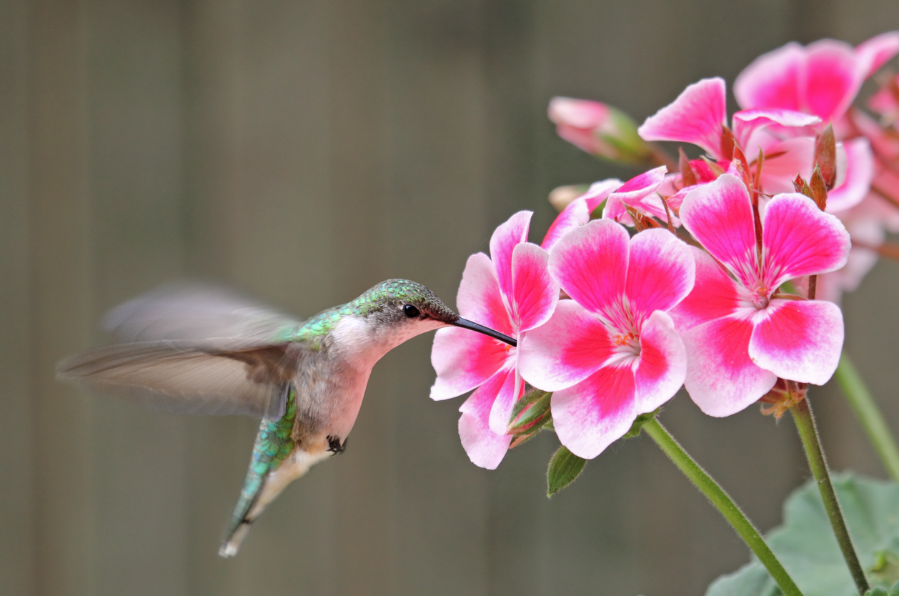 Attract More Hummingbirds to Your Yard by Avoiding These 10 Common Mistakes