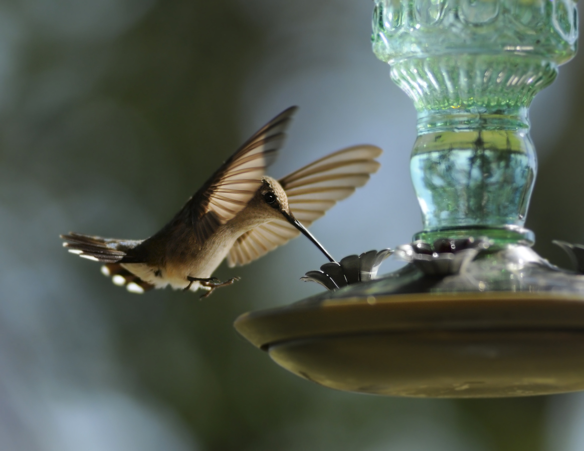 Attract More Hummingbirds to Your Yard by Avoiding These 10 Common Mistakes