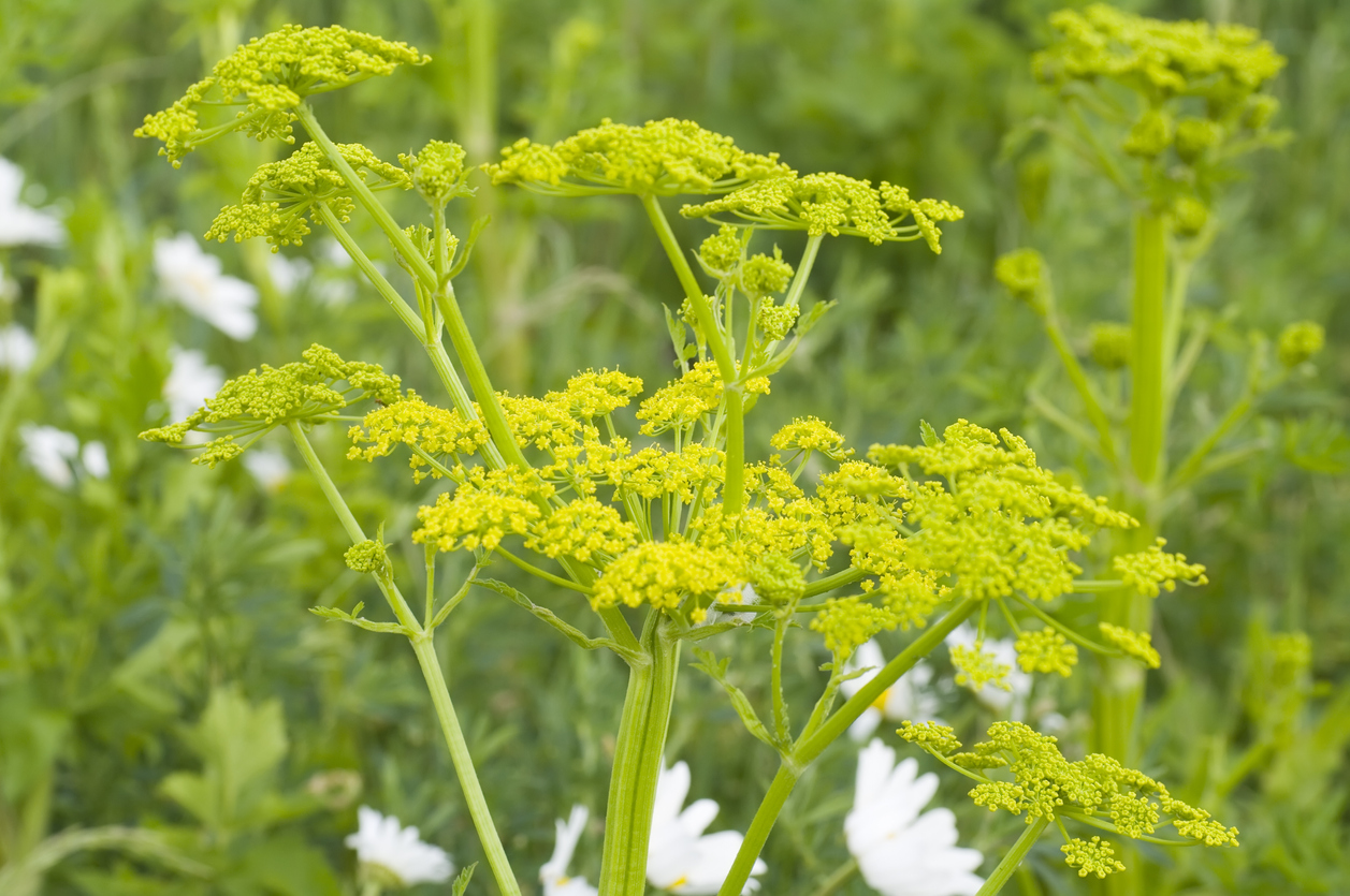 perennial herbs