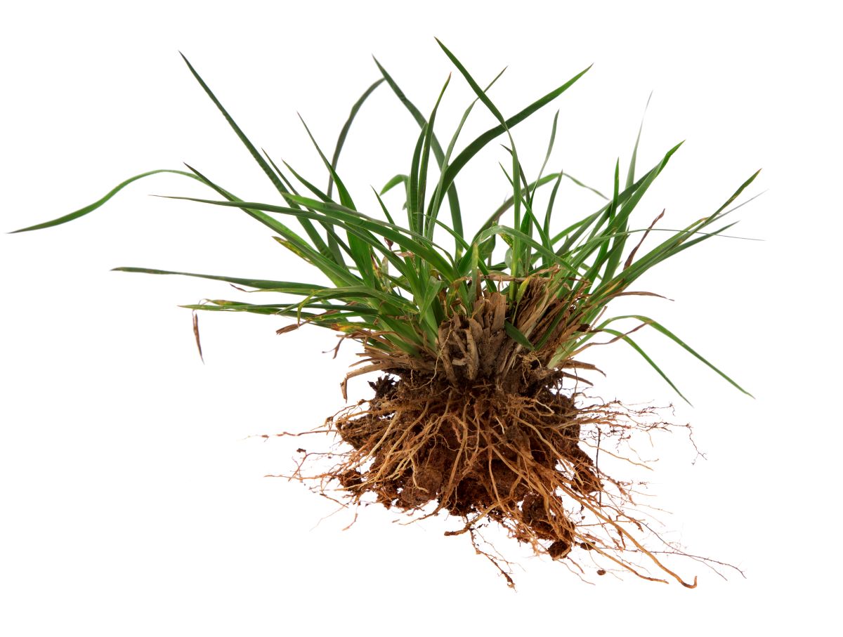 quackgrass vs. crabgrass