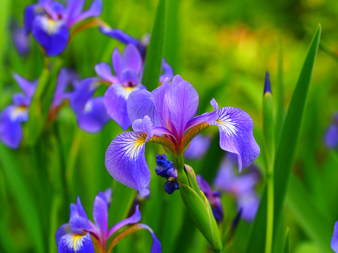 pond plants