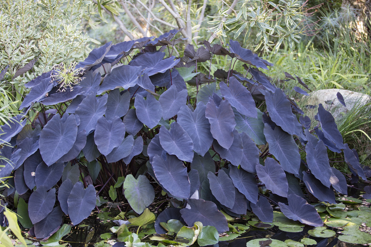 pond plants