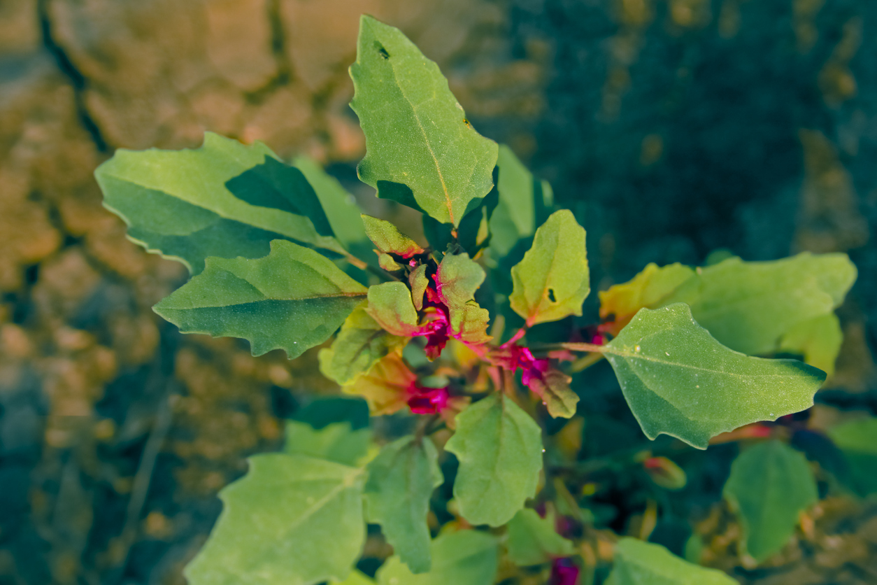 perennial herbs