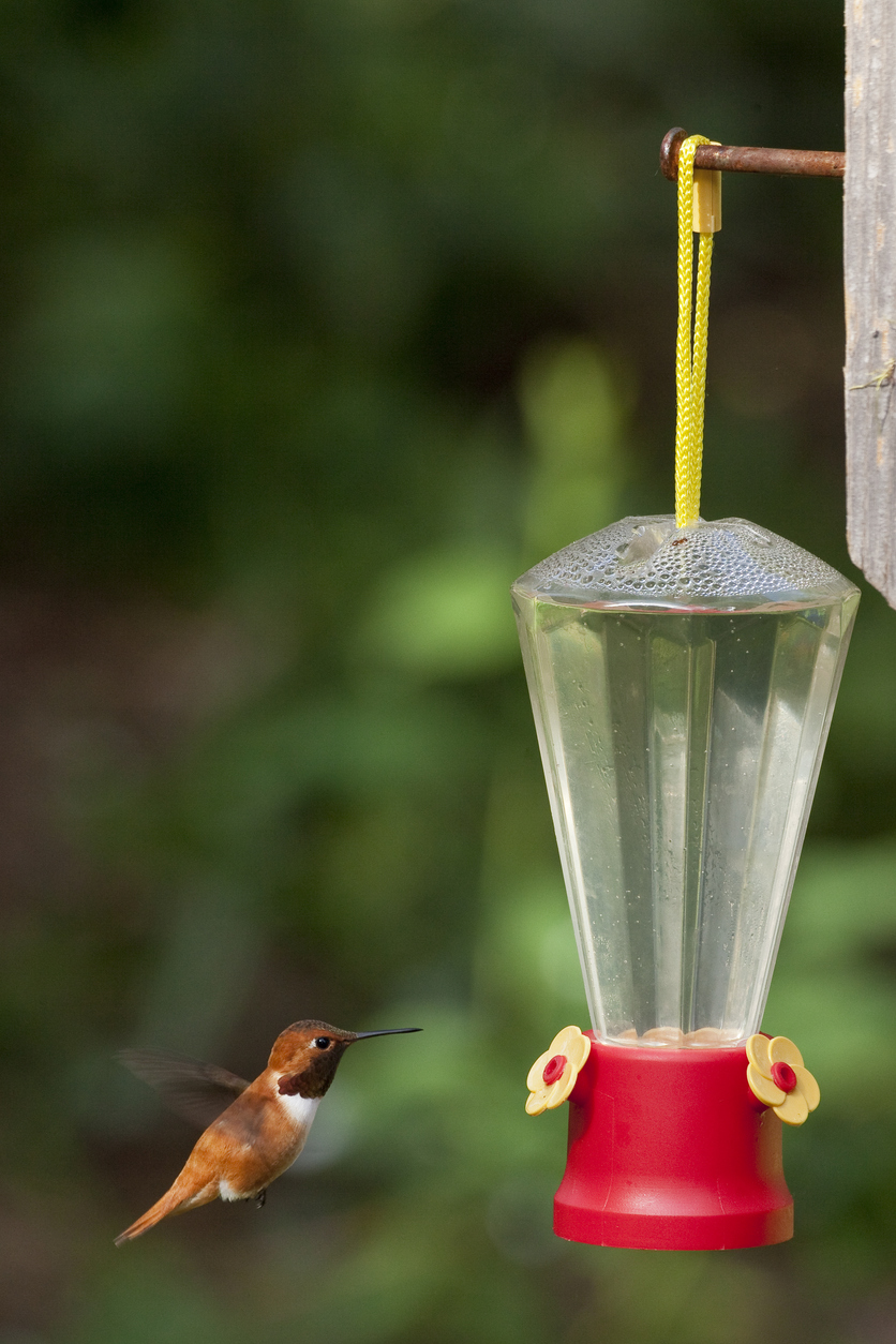 7 Important Things to Know About Your Hummingbird Feeder - Bob Vila