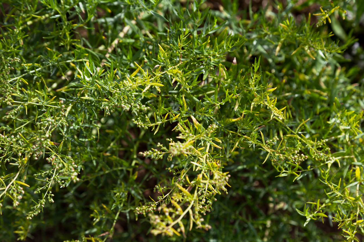 perennial herbs