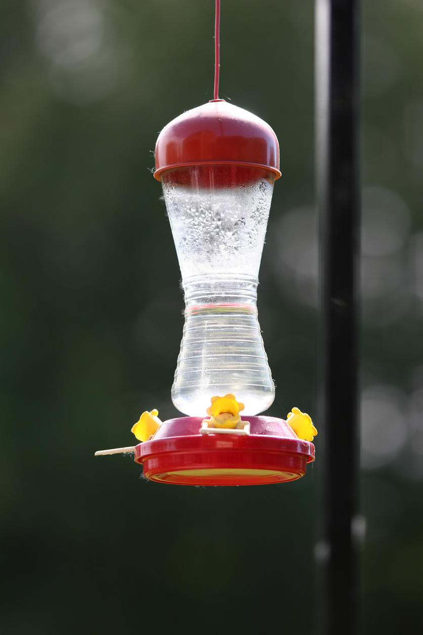 7 Important Things to Know About Your Hummingbird Feeder - Bob Vila