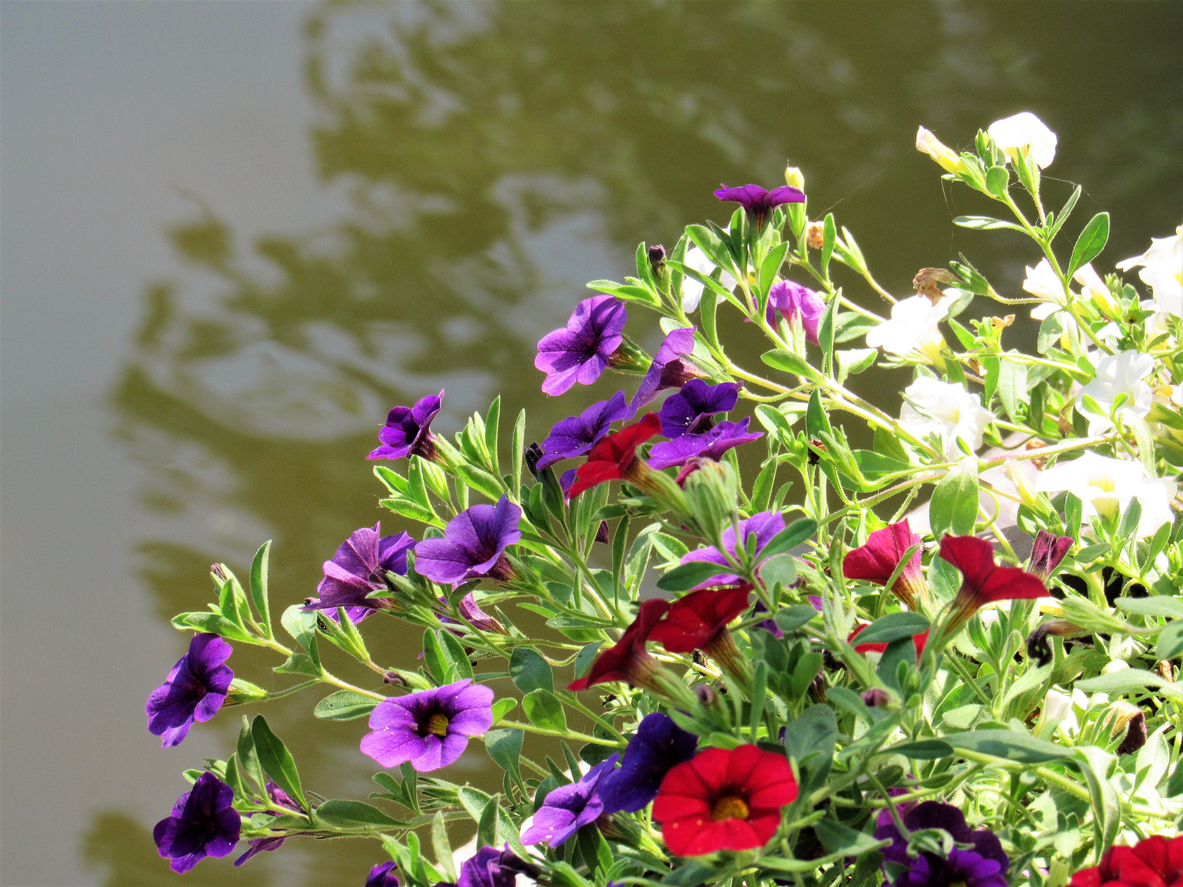 pond plants